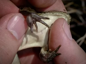 Nuptial pads on a male Northern leopard frog Lithobates pipiens