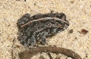 Oak toad