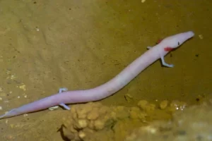 Olm Salamander