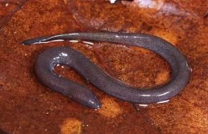 One-toed Amphiuma