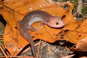 Ouachita-Dusky-Salamander-on-a-brown-leaf