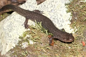 Ouachita-Dusky-Salamander-on-green-moss