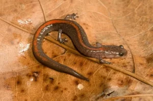 Ozark-Zigzag-Salamander-on-a-brown-leaf