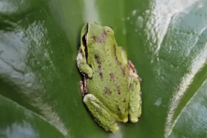 Pacific Tree Frog