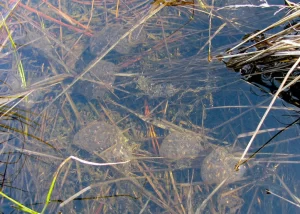 Pacific tree frog egg masses