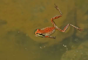 Pacific tree frog swimming