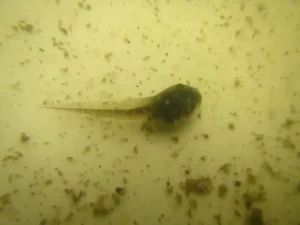 Pacific tree frog tadpole in a pond with algae