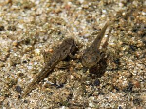 Pacific tree frog tadpoles