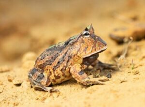 Pacman frogs eat snakes