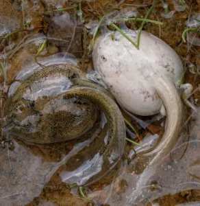 Pains spadefoot toad tadpoles