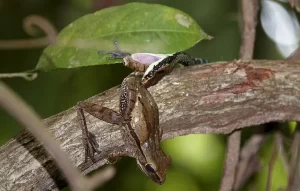 Painted Bronzeback snake eating a four lined tree frog