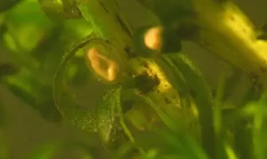 Palmate newt eggs