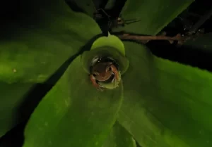 Paranapiacaba tree frog in a bromeliad