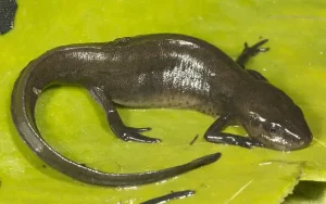 Peninsula newt