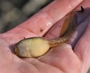 Pickerel frog tadpole bottom view