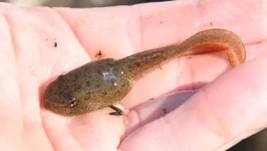 Pickerel frog tadpole top view