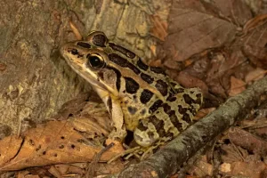 Pickerel frogs secrete skin toxins so many snakes will avoid eating them