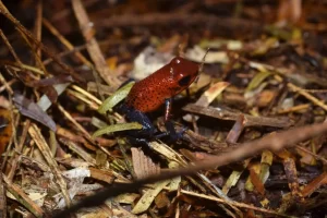 Poison dart frogs live in thick rainforests where they get very Little UVB Exposure