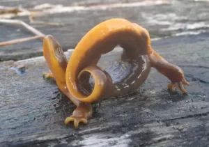 Poisonous rough skin newt displaying its bright orange belly