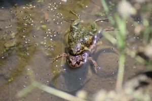 Rain creates and fills up pools where frogs can mate and lay their eggs