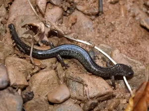 Ravine Salamander