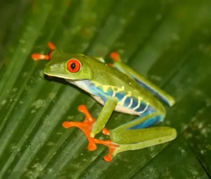 Red-Eyed Tree Frog