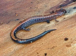 Red backed salamander