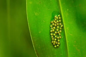 Red eyed tree frog eggs