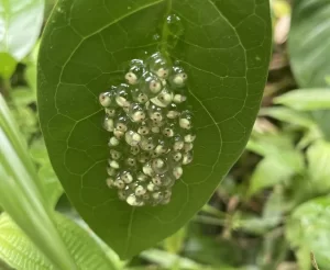 Red eyed tree frog eggs on a leaf