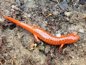 Red salamanders are lungless