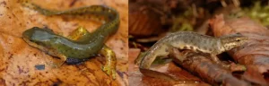 Red spotted newts and smooth newts sometimes hibernate in ponds