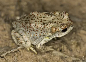 Red spotted toad