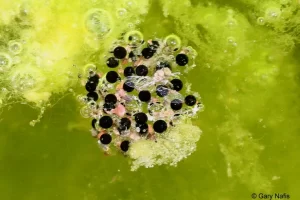 Red spotted toad eggs