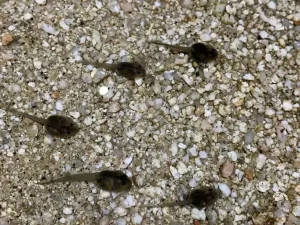 Red spotted toad tadpoles in a shallow pond