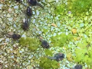 Red spotted toad tadpoles in a shallow pond with algae