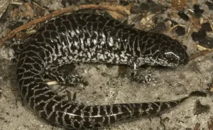 Reticulated flatwoods salamander