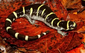 Ringed-salamander-on-a-brown-background