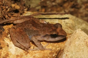 Rio Grande chirping frogs lay their eggs on land