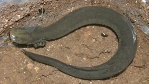 Rio grande lesser siren