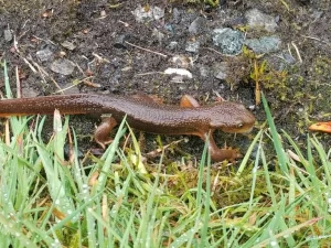 Rough-skinned Newt