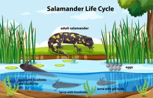 Salamander life cycle