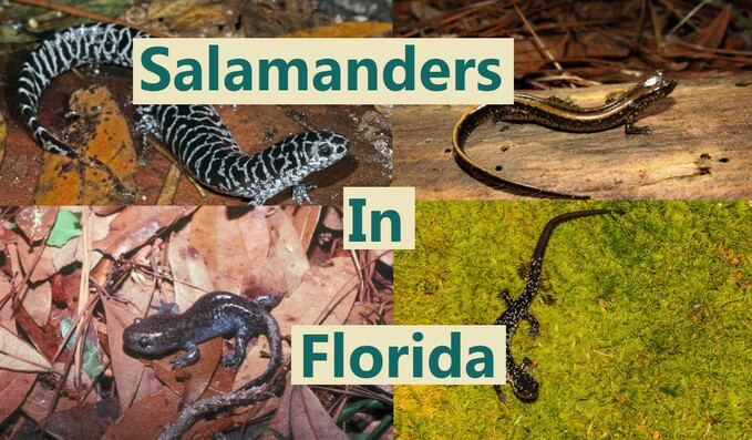 Salamander species in Florida