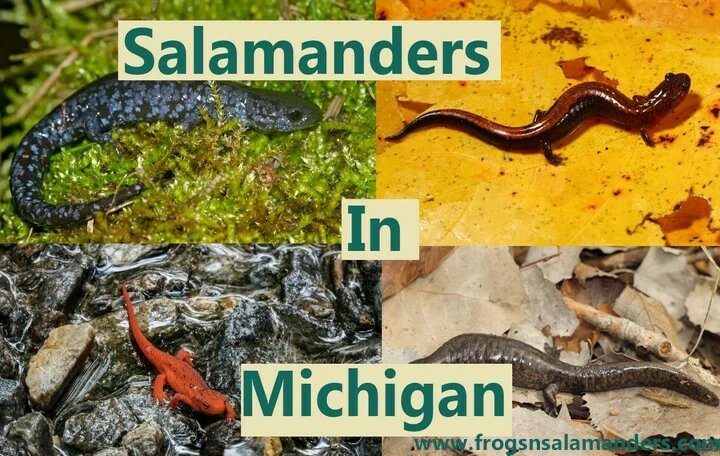 Salamander species in Michigan