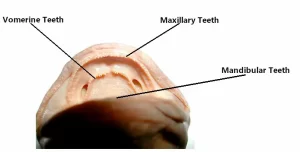 Salamanders have 5 types of teeth