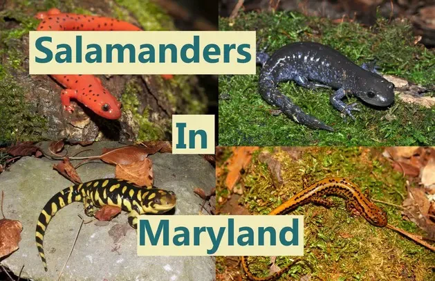 Salamanders in Maryland