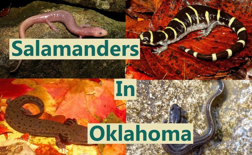 Salamanders in Oklahoma