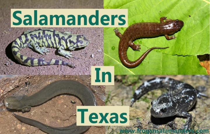 Salamanders in Texas