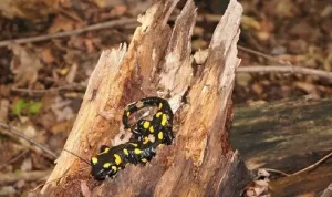 Salamanders like to hide inside hollow logs