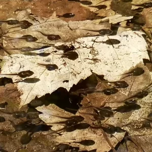 School of Spring peeper tadpoles in a shallow pool