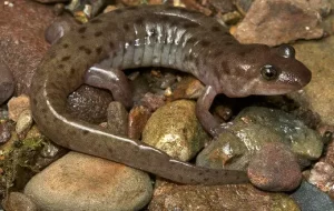 Seal Salamander